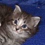 Puma, 4 weeks