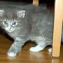 Pacific Blue, 5 weeks