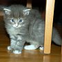 Pacific Blue, 5 weeks