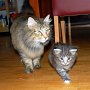 Puma, 5 weeks