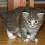 Puma, 5 weeks