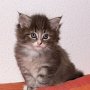 Pacific Blue, 6 weeks