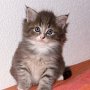 Pacific Blue, 6 weeks