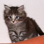 Puma, 6 weeks