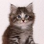 Puma, 6 weeks