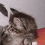 Puma, 6 weeks
