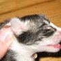 Ray Charles, 1 day