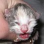 Roxanne, 1 day