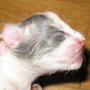 Roxanne, 1 day