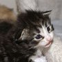 Ray Charles, 2 weeks