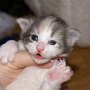 Roxanne, 2 weeks