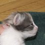 Roxanne, 2 weeks