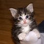 Ray Charles, 4 weeks
