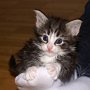 Ray Charles, 4 weeks