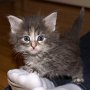 Rihanna, 4 weeks