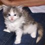 Roxanne, 4 weeks