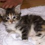 Roxy Music, 4 weeks