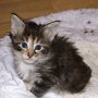 Roxy Music, 4 weeks