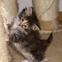 Roxy Music, 4 weeks