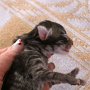 Reyna, 1 day