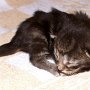 Rapsody, 1 week