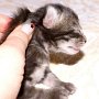 Rapsody, 1 week