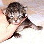 Rapsody, 1 week
