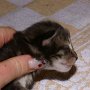 Raptor, 1 week