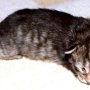 Reyna, 1 week