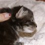 Rapsody, 2 weeks