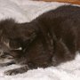 Rapsody, 2 weeks