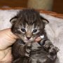 Rapsody, 2 weeks