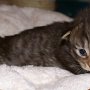Reyna, 2 weeks