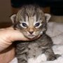 Reyna, 2 weeks