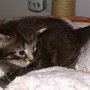 Rapsody, 3 weeks