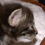 Rapsody, 3 weeks