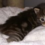 Raptor, 3 weeks