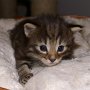 Raptor, 3 weeks
