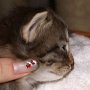 Reyna, 3 weeks