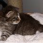 Reyna, 3 weeks