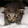 Reyna, 3 weeks