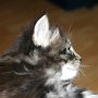 Rapsody, 4 weeks