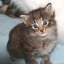 Reyna, 4 weeks