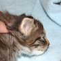 Reyna, 4 weeks