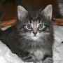 Rapsody, 5 weeks