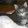 Rapsody, 5 weeks