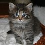 Raptor, 5 weeks