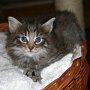 Reyna, 5 weeks