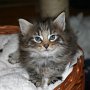 Reyna, 5 weeks