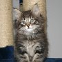 Rapsody, 7 weeks